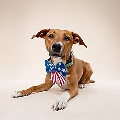 The Paws Patriotic Sailor Bow, Blue, One Size slide 2 of 5
