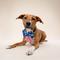 Show in main carousel: The Paws Patriotic Sailor Bow, Blue, One Size slide 3 of 5