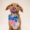 Show in main carousel: The Paws Patriotic Sailor Bow, Blue, One Size slide 4 of 5