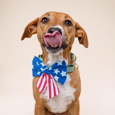 Show full view: The Paws Patriotic Sailor Bow, Blue, One Size slide 4 of 5