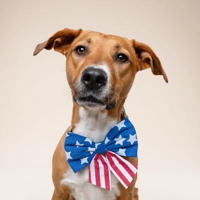 Show full view: The Paws Patriotic Sailor Bow, Blue, One Size slide 2 of 5