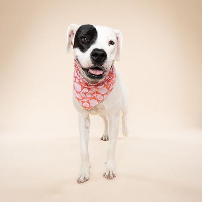 Show full view: The Paws Flores Dog Bandana, Pink, Medium slide 3 of 6