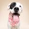 Show in main carousel: The Paws Flores Dog Bandana, Pink, Medium slide 4 of 6