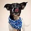 Show in main carousel: The Paws Oceans Dog Bandana, Blue, Small slide 4 of 7