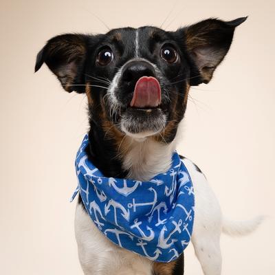 Show full view: The Paws Oceans Dog Bandana, Blue, Small slide 4 of 7