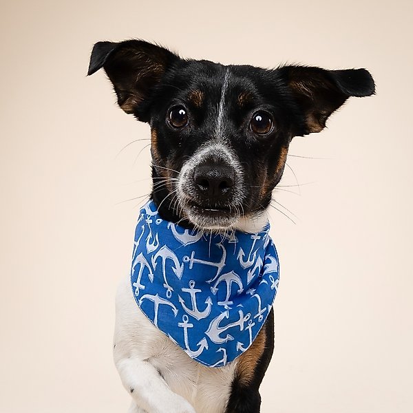 Show full view: The Paws Oceans Dog Bandana, Blue, Small slide 2 of 7