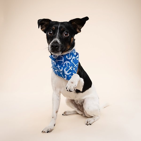 Show full view: The Paws Oceans Dog Bandana, Blue, Small slide 5 of 7