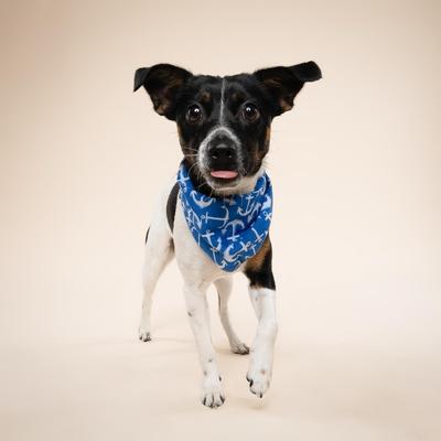 Show full view: The Paws Oceans Dog Bandana, Blue, Small slide 3 of 7