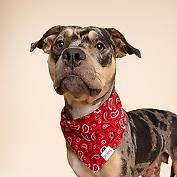 The Paws Dallas Dog Bandana, Red, Large slide 2 of 7