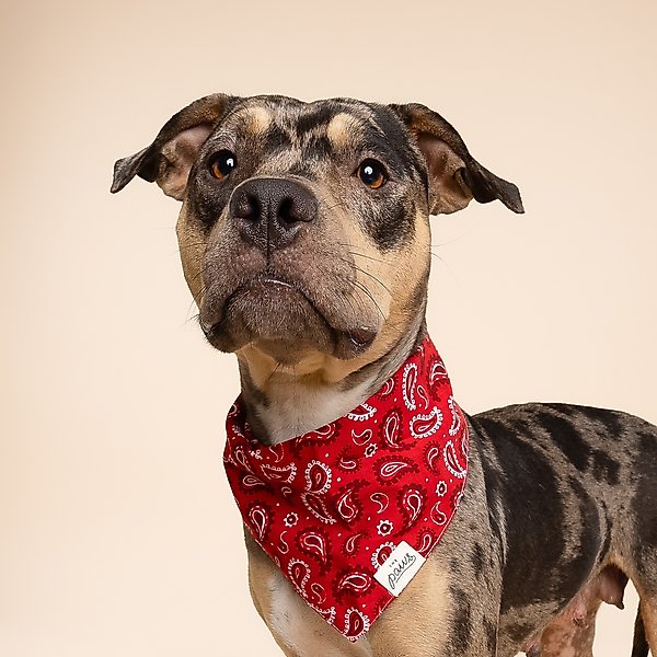 Show full view: The Paws Dallas Dog Bandana, Red, Small slide 4 of 7
