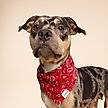 Show in main carousel: The Paws Dallas Dog Bandana, Red, Small slide 4 of 7