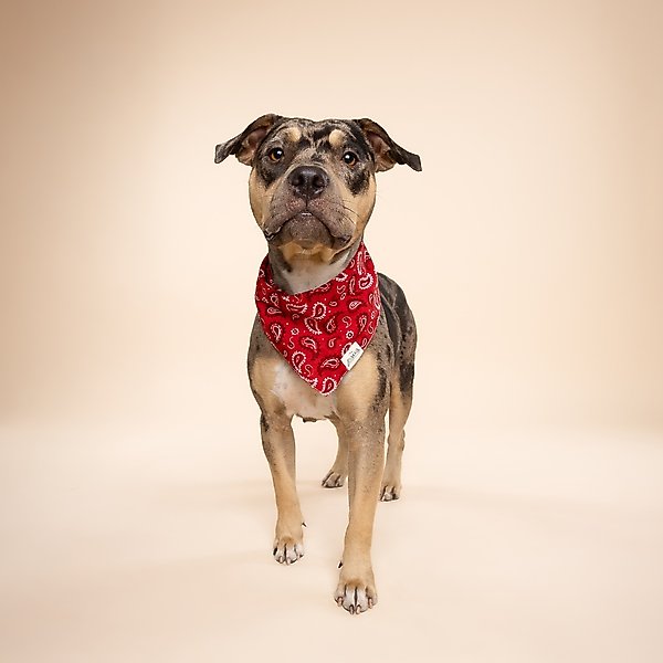 Show full view: The Paws Dallas Dog Bandana, Red, Small slide 5 of 7