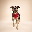 Show in main carousel: The Paws Dallas Dog Bandana, Red, Small slide 5 of 7
