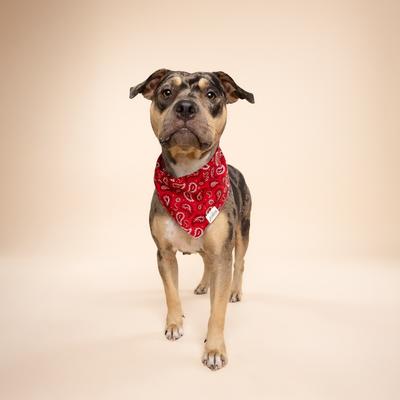 Show full view: The Paws Dallas Dog Bandana, Red, Large slide 6 of 8