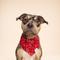Show in main carousel: The Paws Dallas Dog Bandana, Red, Large slide 4 of 8