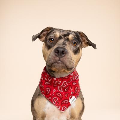 Show full view: The Paws Dallas Dog Bandana, Red, Large slide 4 of 8