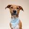 Show in main carousel: The Paws Summer Dog Bandana, Blue, Small slide 2 of 6
