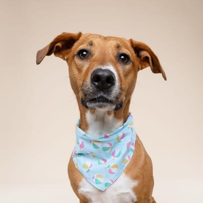 Show full view: The Paws Summer Dog Bandana, Blue, Small slide 2 of 6