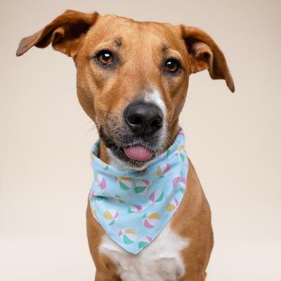 Show full view: The Paws Summer Dog Bandana, Blue, Small slide 4 of 6