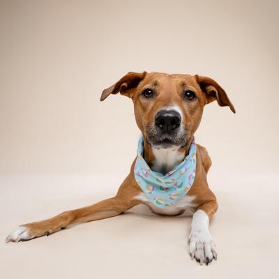 Show full view: The Paws Summer Dog Bandana, Blue, Small slide 3 of 6