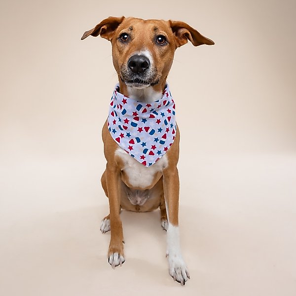Show full view: The Paws Pop Dog Bandana, Blue, Small slide 5 of 8