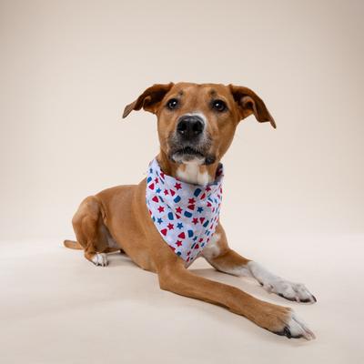 Show full view: The Paws Pop Dog Bandana, Blue, Small slide 4 of 9