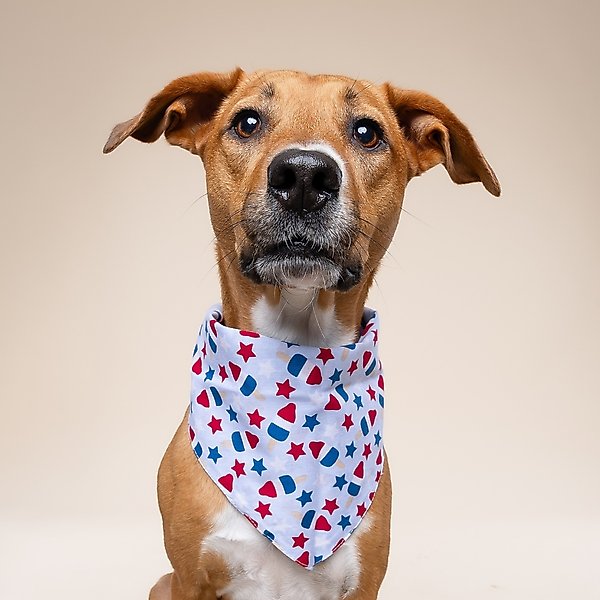 Show full view: The Paws Pop Dog Bandana, Blue, Small slide 4 of 8