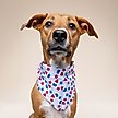 Show in main carousel: The Paws Pop Dog Bandana, Blue, Small slide 4 of 8