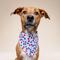 Show in main carousel: The Paws Pop Dog Bandana, Blue, Small slide 5 of 9