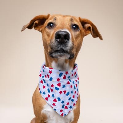 Show full view: The Paws Pop Dog Bandana, Blue, Small slide 5 of 9