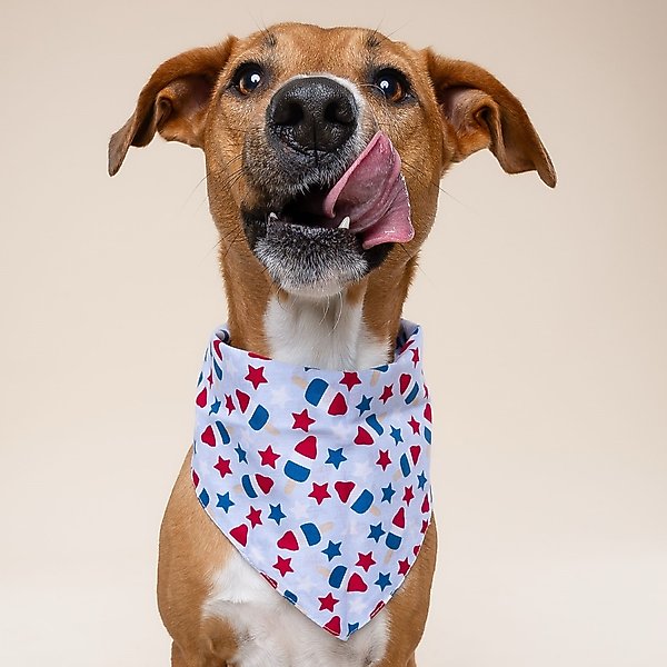 Show full view: The Paws Pop Dog Bandana, Blue, Small slide 2 of 8