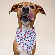 Show in main carousel: The Paws Pop Dog Bandana, Blue, Small slide 2 of 8
