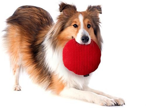 Show full view: Playology Beef Scented Crinkle Disc Plush Dog Toy, Jumbo slide 3 of 7