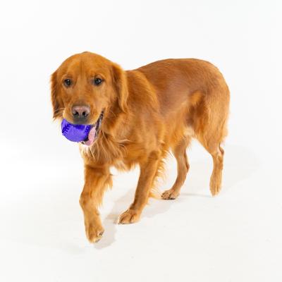 Show full view: Playology All Natural Pork Sausage Scented Dental Chew Ball Dog Toy, Large slide 3 of 6