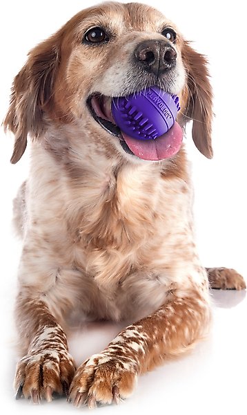 Show full view: Playology Pork Sausage Scented Dental Chew Ball Dog Toy, Medium slide 4 of 7