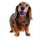 Show in main carousel: Playology Pork Sausage Scented Dental Chew Ball Dog Toy, Small slide 3 of 6