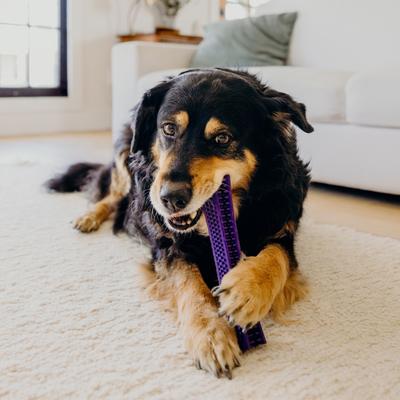 Show full view: Playology Pork Sausage Scented Dental Chew Stick Dog Toy, Jumbo slide 4 of 10