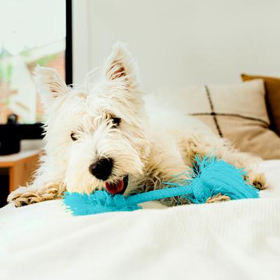 Show full view: Playology Dri-Tech Rope Dog Toy, Small, Peanut Butter slide 4 of 10