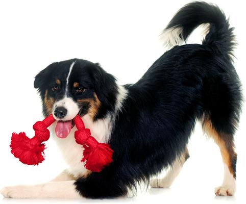 Show full view: Playology Dri-Tech Rope Dog Toy, Medium, Beef slide 4 of 10