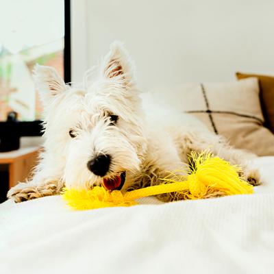 Show full view: Playology Dri-Tech Rope Dog Toy, Small, Chicken slide 3 of 9