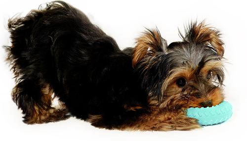 Show full view: Playology Peanut Butter Scented Dual Layer Ring Dog Toy, Small slide 3 of 8