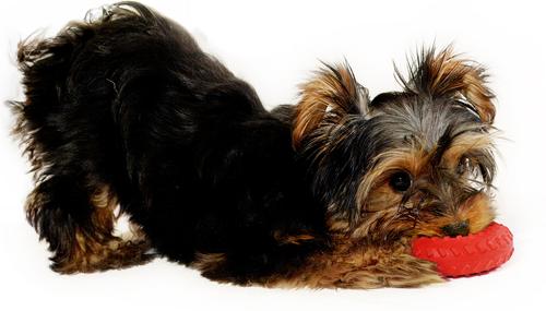 Show full view: Playology Beef Scented Dual Layer Ring Dog Toy, Small slide 3 of 8