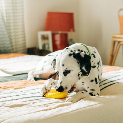 Show full view: Playology Chicken Scented Dual Layer Ring Dog Toy, Jumbo slide 4 of 9