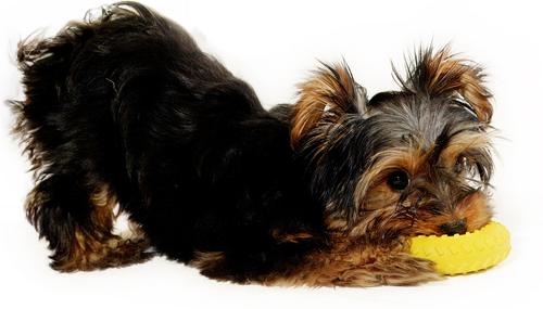 Show full view: Playology Chicken Scented Dual Layer Ring Dog Toy, Small slide 4 of 9