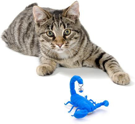 Show full view: Playology Motorized Scorpion Cat Motion Toy slide 4 of 9