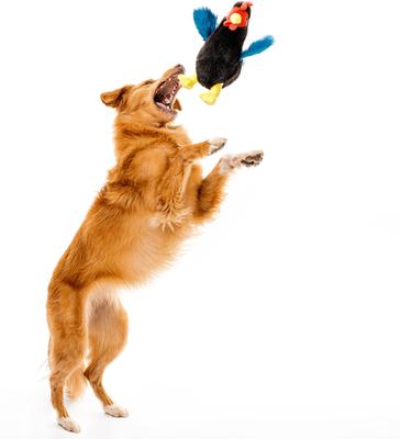 Show full view: Playology Chicken Scented Hen Plush Clucking Dog Toy slide 3 of 7