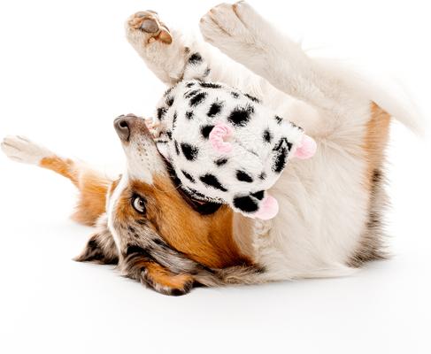 Show full view: Playology Bacon Scented Pig Plush Oinking Dog Toy slide 4 of 9