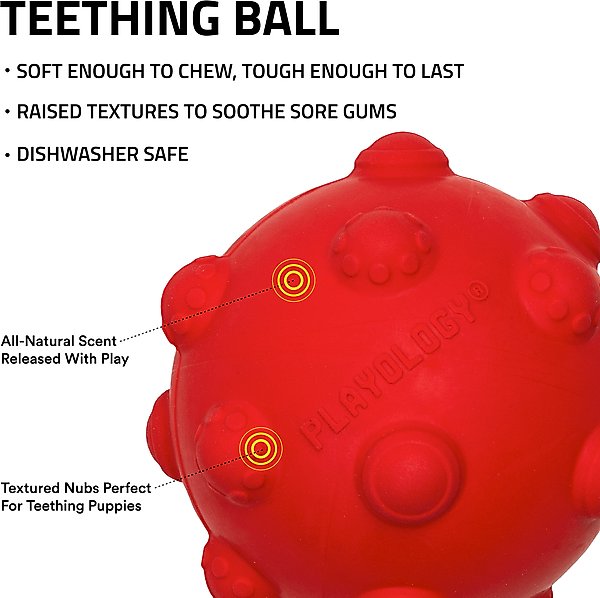Show full view: Playology Beef Scented Young & Active Teething Ball Dog Toy, Medium slide 3 of 8