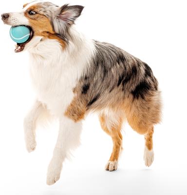 Show full view: Playology Peanut Butter Scented Squeaky Chew Ball Dog Toy, Jumbo slide 4 of 9