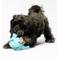 Show in main carousel: Playology Peanut Butter Scented Young & Active Hide N Seek Ball Plush Dog Toy, Jumbo slide 6 of 8